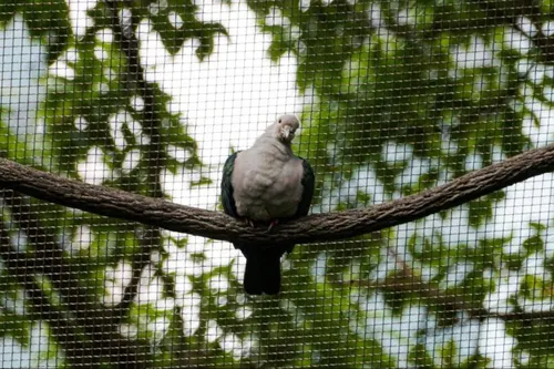 Bird netting installation work